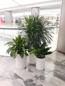 解析宁波杭州湾绿化修剪设计，焕新城市绿色生机><div class=